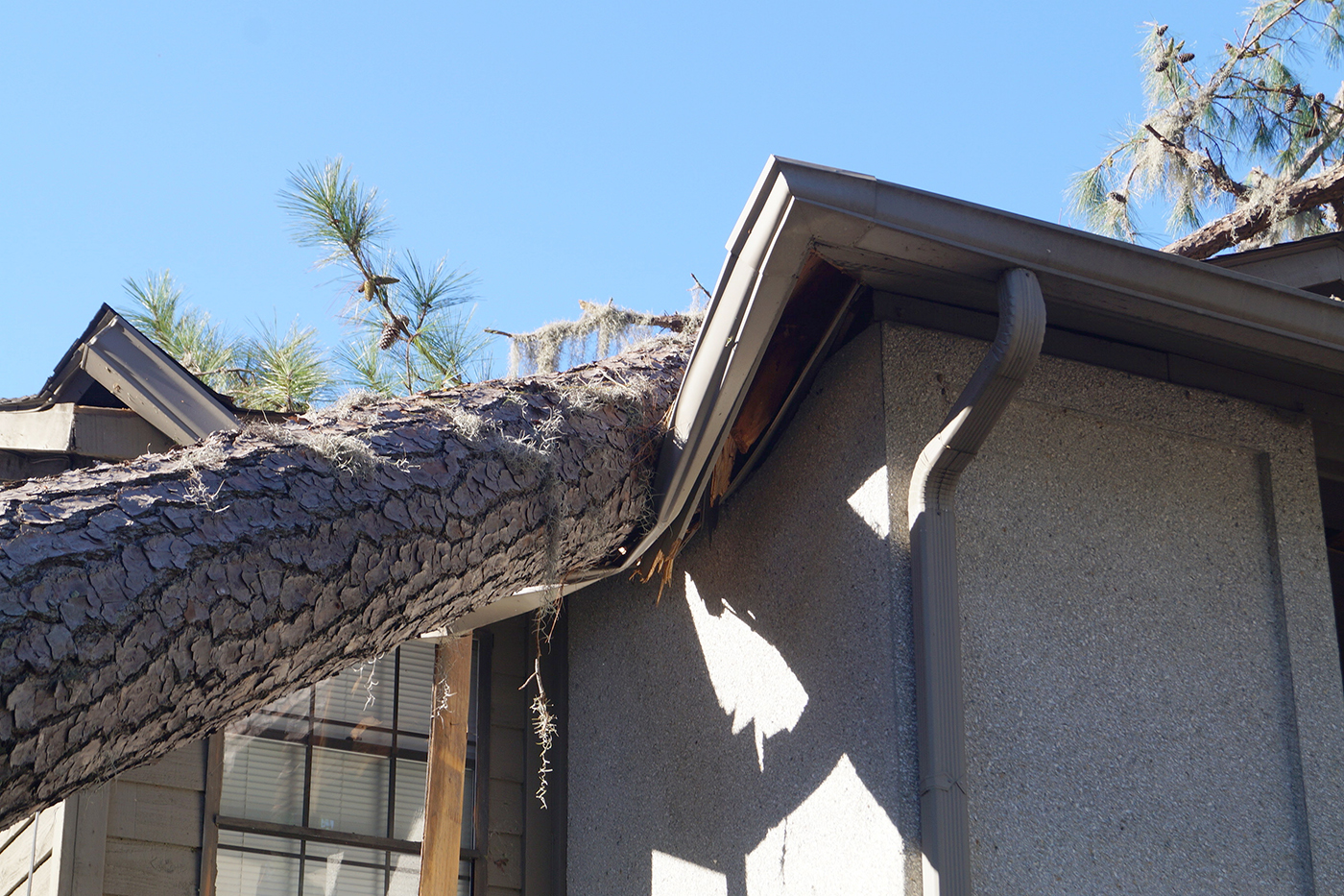 Tree on house