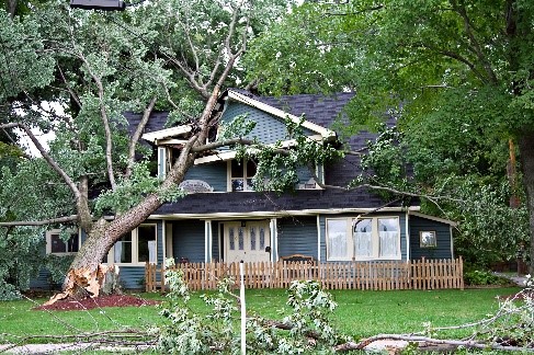 tree through house